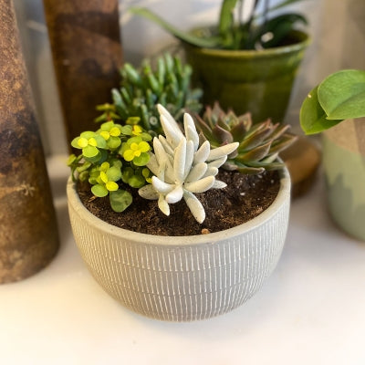 Echeveria Bowl Planter