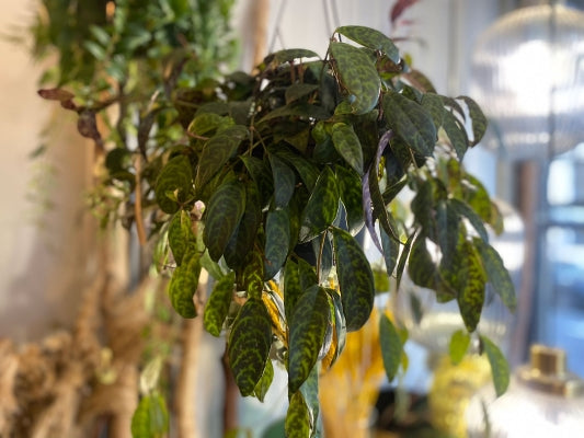 Hanging Plant