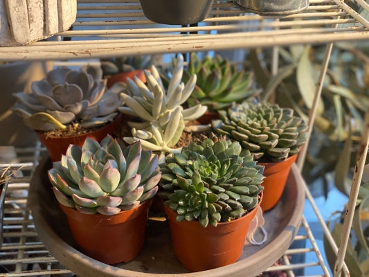 succulents delivered uk Individual Echeveria Plant – Bloomsbury Flowers