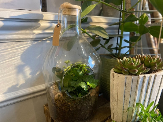 Terrarium.