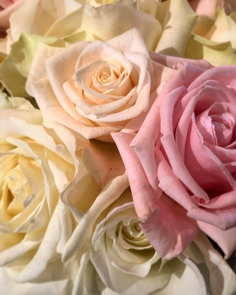 Rose Only