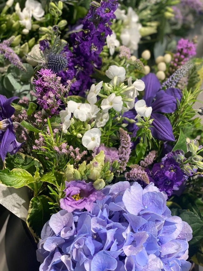Westminster *Purples
