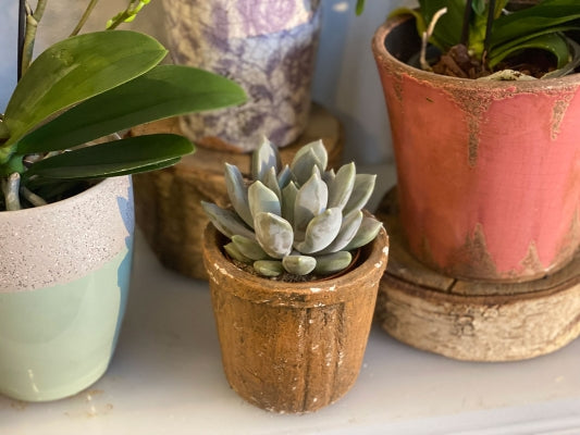 Echeveria Single Planter