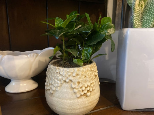 Gardenia