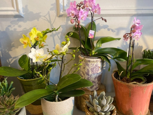 Orchids